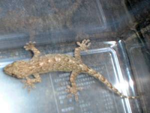 ���̃y�b�g�̃�����