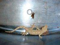 ���������ɍU������m���̃R�I���M