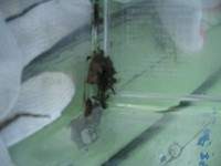 �R�I���M�����ς�