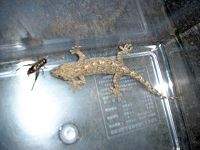 ��������VS�R�I���M