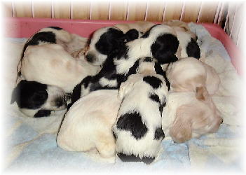 ���m���̃x�r�B