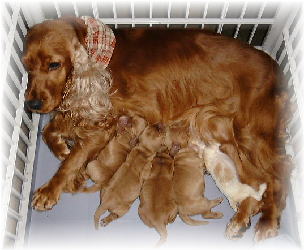 �u���E�j�[���x�r�B