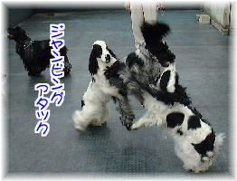 �P�r���̃W�����s���O�A�^�b�N