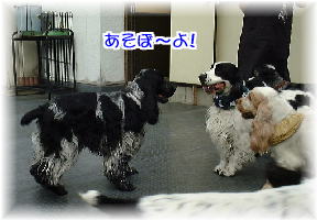 �P�r�����G���N