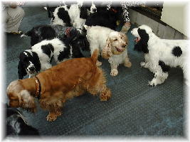 �R�b�J�[�r