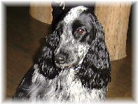 �o�f�B�����