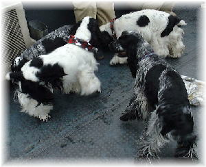 �R�b�J�[��