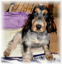 �X�s�J�����