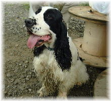 �h�����炯�̃G���N