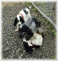 �P�r���E�A���o�[�g�E�G���N