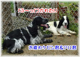 �����P�r�����A���o�[�g