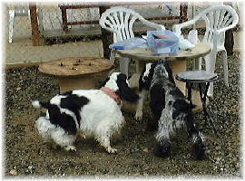 �P�r���E�A���o�[�g�E�G���N