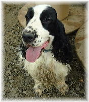 �h�����炯�̃G���N