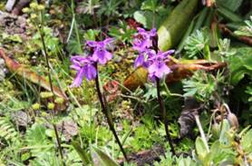 4. Primula April-1.jpg