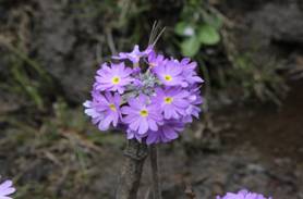 4. Primula April-1.jpg