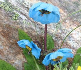 1. Blue Poppy.jpg