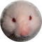 Hamster Web Ring Home�ł����`����