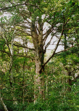 �o�R���͂����ƐX�̒����s���B�X�D���ɂ͂�����