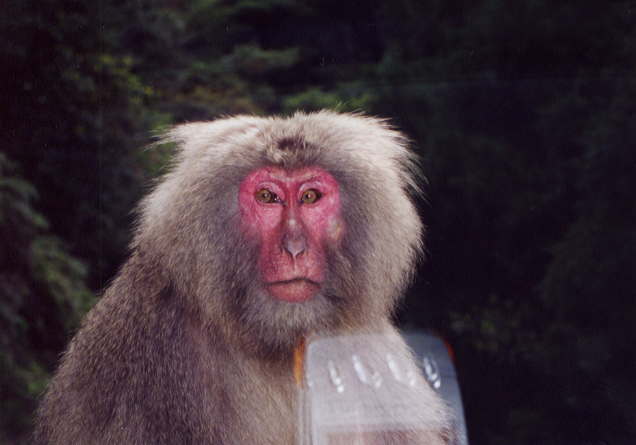 �ӂĂԂĂ������v���̉�