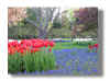 tulip3.jpg (39011 �o�C�g)