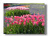 tulip5.jpg (42177 �o�C�g)